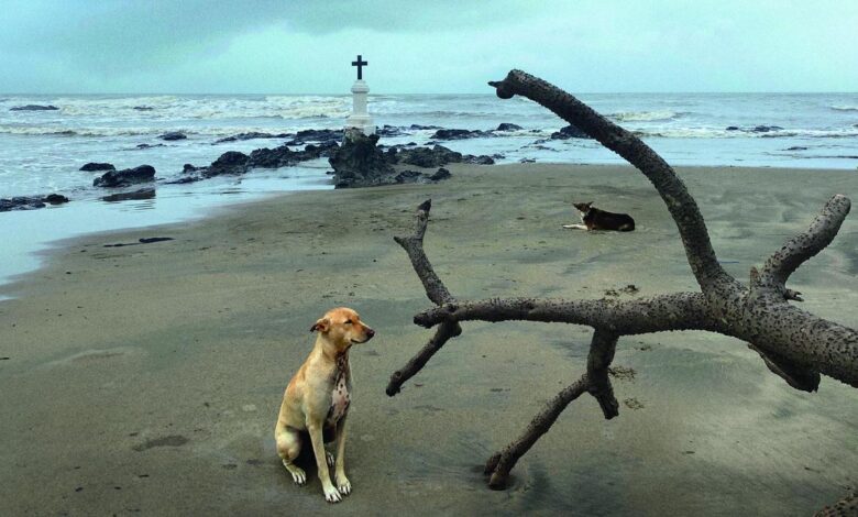 Rohit Chawla | Goa’s monsoons and dog day afternoons