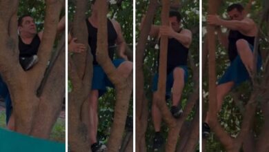 Salman Khan climbs tree like a pro at the age of 59; shares “Berry good” video 59 : Bollywood News - Bollywood Hungama