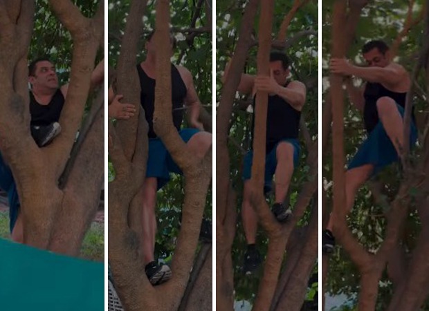 Salman Khan climbs tree like a pro at the age of 59; shares “Berry good” video 59 : Bollywood News - Bollywood Hungama